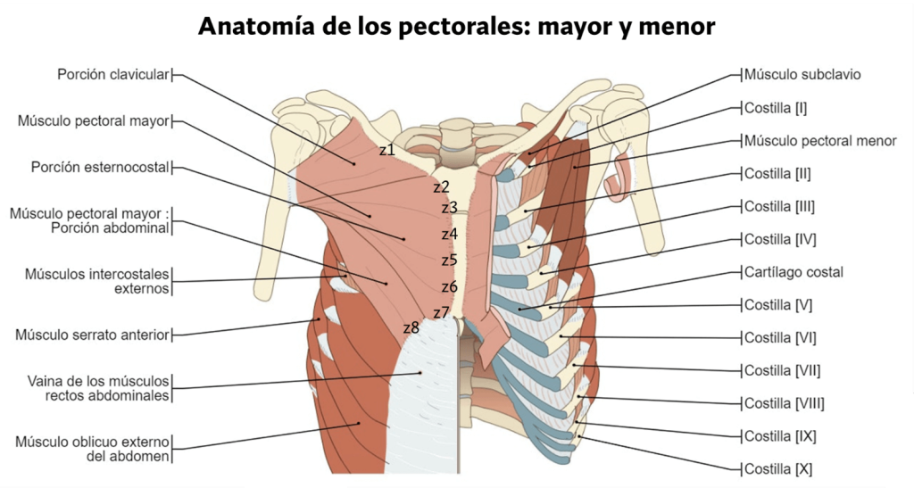 Cómo marcar la raya del pecho (muy estético) 48 » Tienda VitaSport Anatomía del músculo pectoral mayor