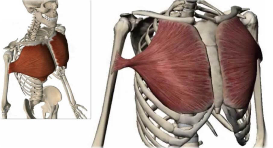 Cómo marcar la raya del pecho (muy estético) 49 » Tienda VitaSport Otra anatomía del pectoral mayor