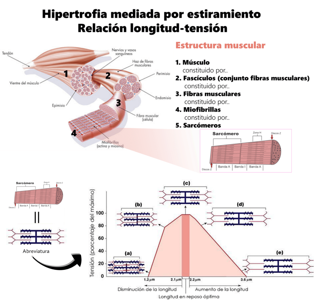 Cómo marcar la raya del pecho (muy estético) 54 » Tienda VitaSport Estructura del sarcómero muscular