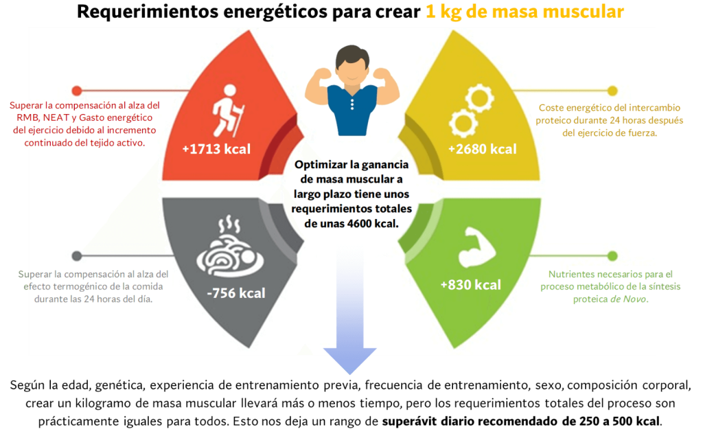 Requerimientos energéticos ganar masa muscular