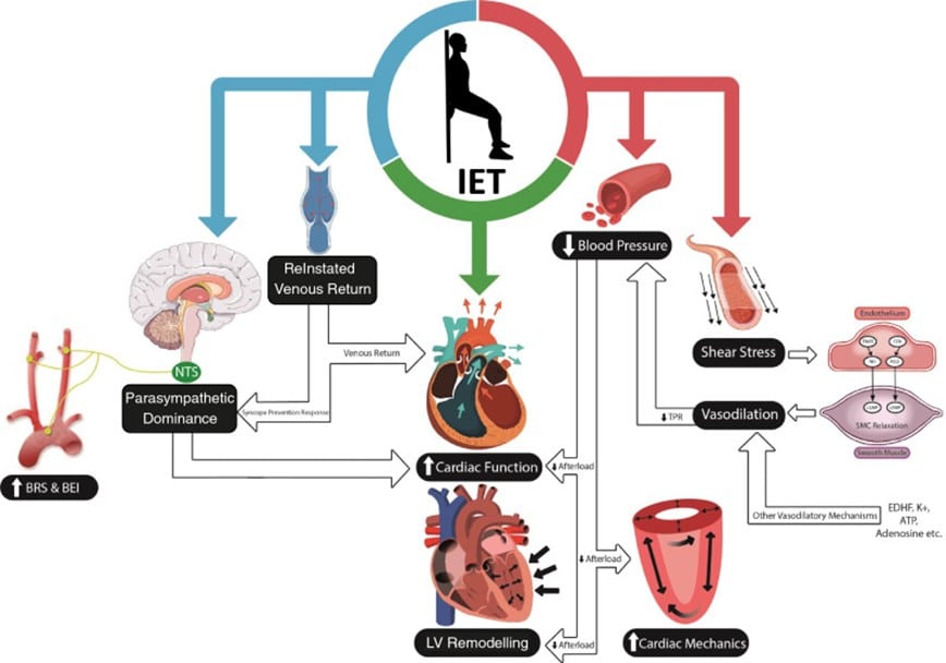 ¿Cómo afecta el entrenamiento con pesas a la presión arterial? 4 » Tienda VitaSport Imagen2d
