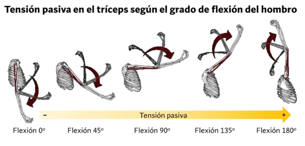 Posición de máxima flexión de hombro