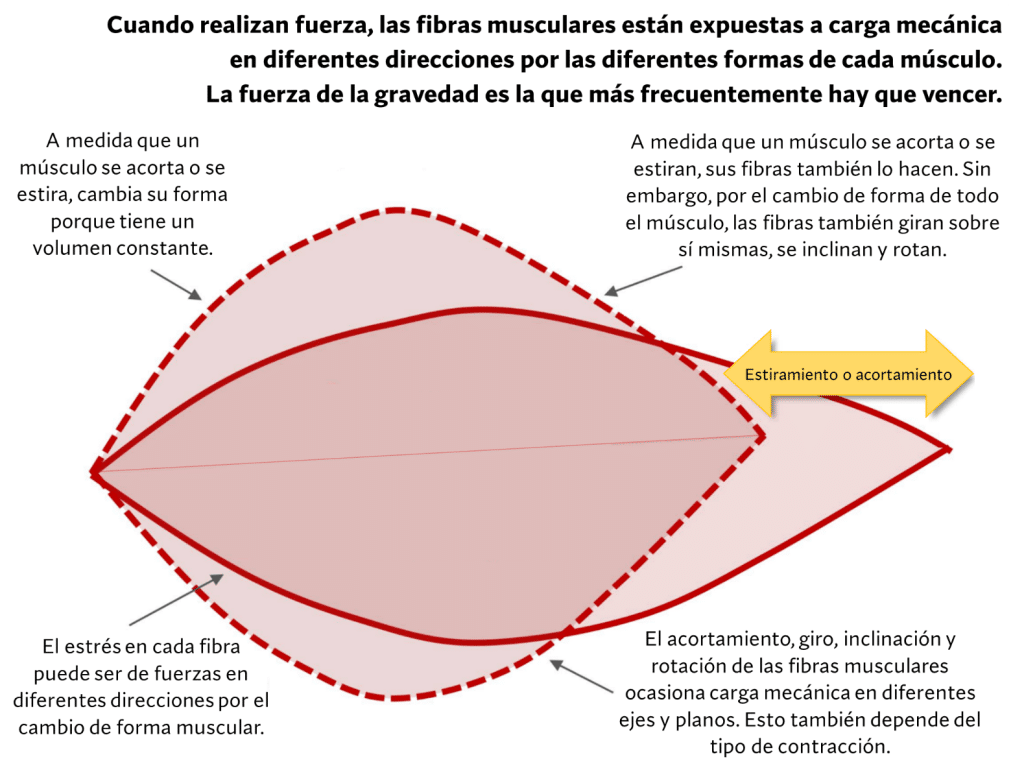 La tensión mecánica en hipertrofia muscular
