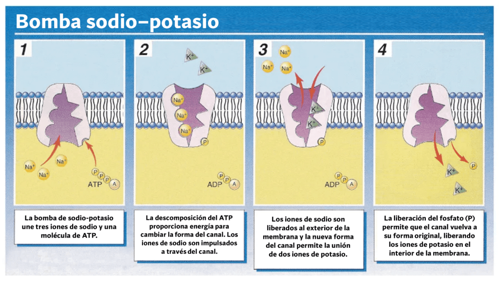 Bomba sodio potasio