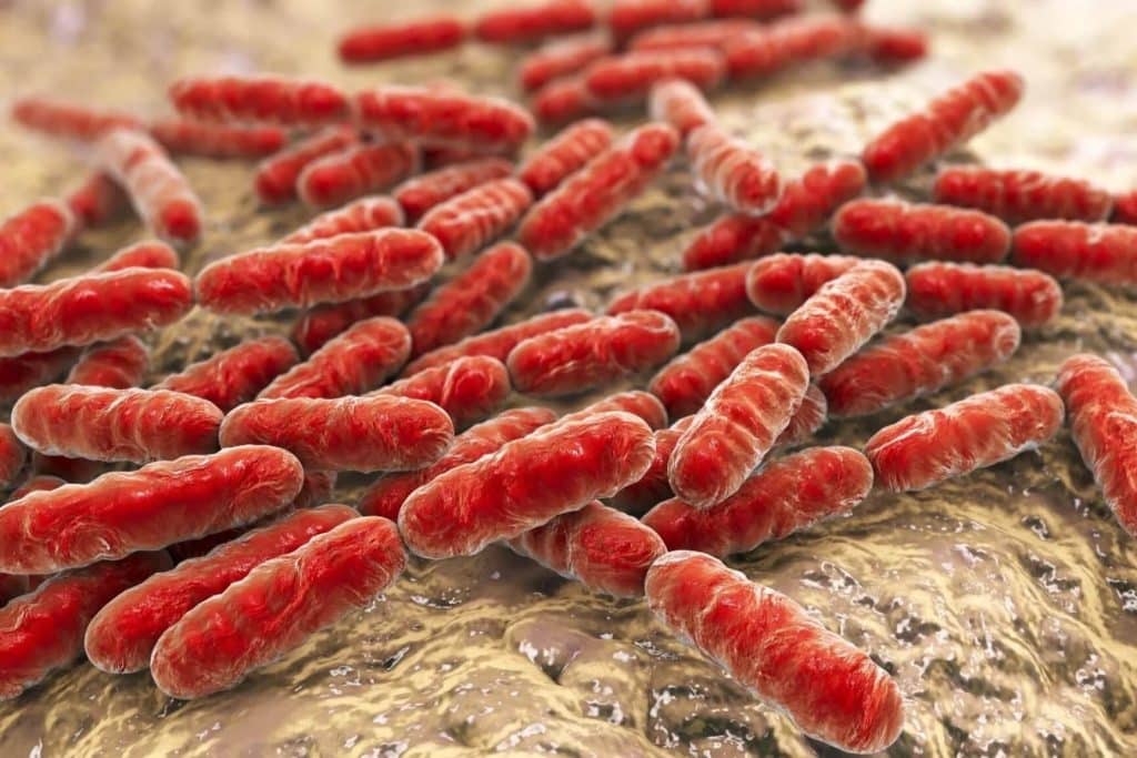 Bífidobacterias en los yogures
