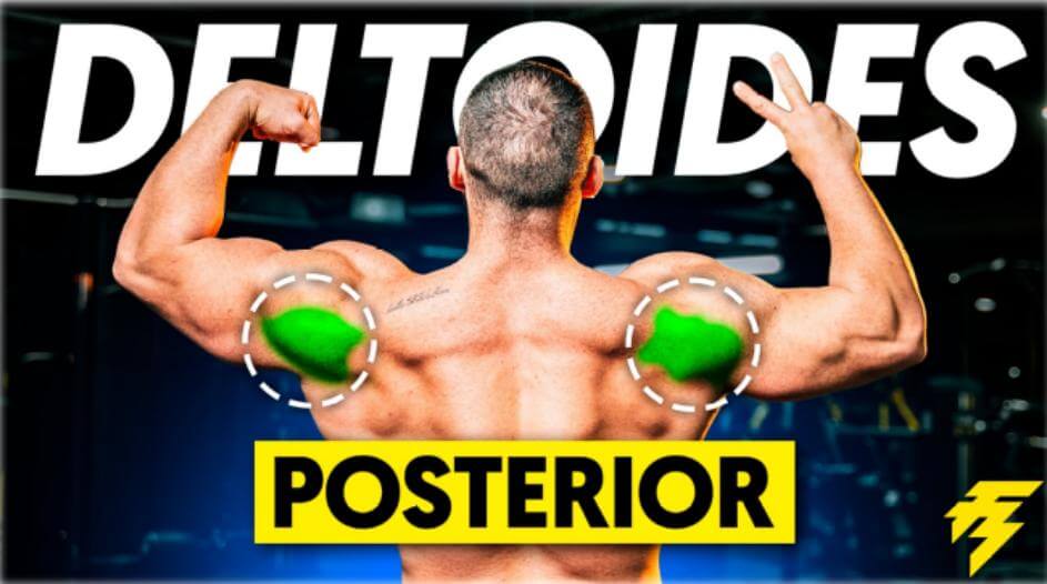 deltoides posterior 1jpg