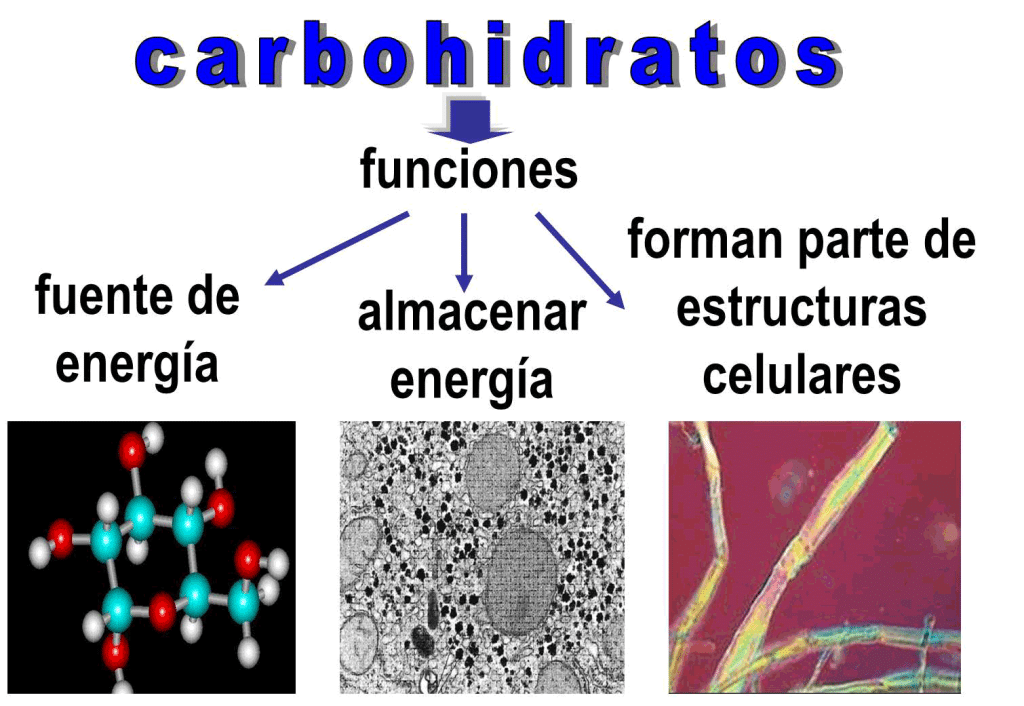 Hidratos de carbono en el ejercicio