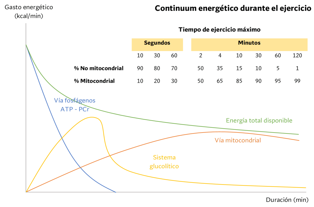 Resistencia Anaeróbica, ¿qué es y cómo entrenarla? 27 » Tienda VitaSport Teoría del Continuum Energético