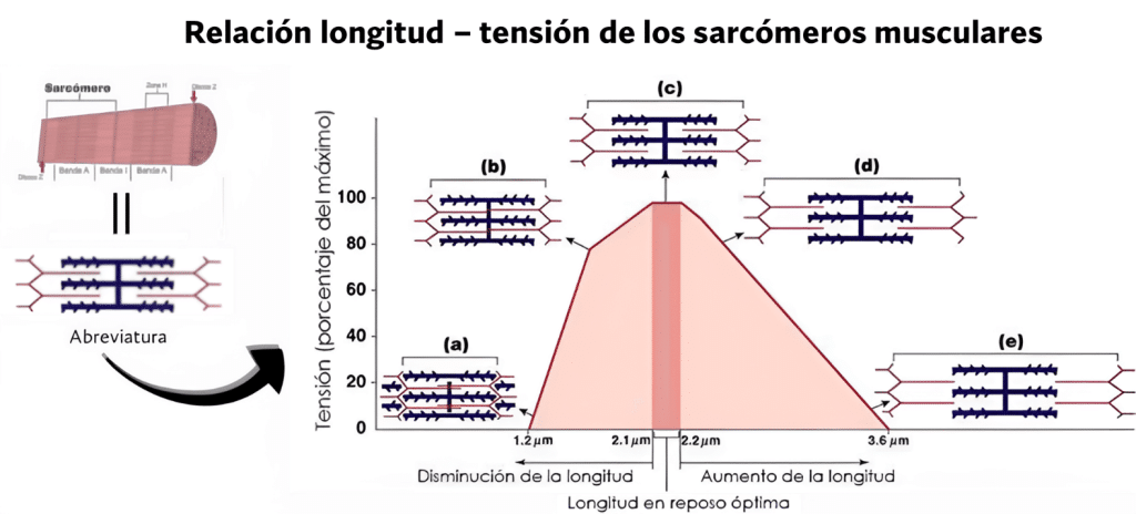 Relación longitud tensión de los sarcómeros
