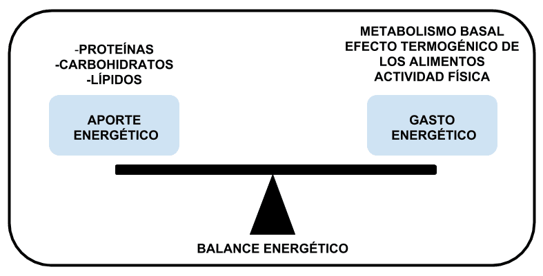 Aporte y gasto energético