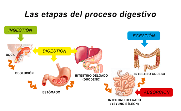 Etapas del proceso digestivo