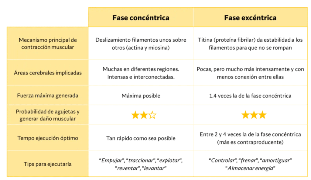 ¿Hacer la fase excéntrica lenta sirve para ganar más músculo? 78 » Tienda VitaSport diferencias entre fases concéntrica y excéntrica