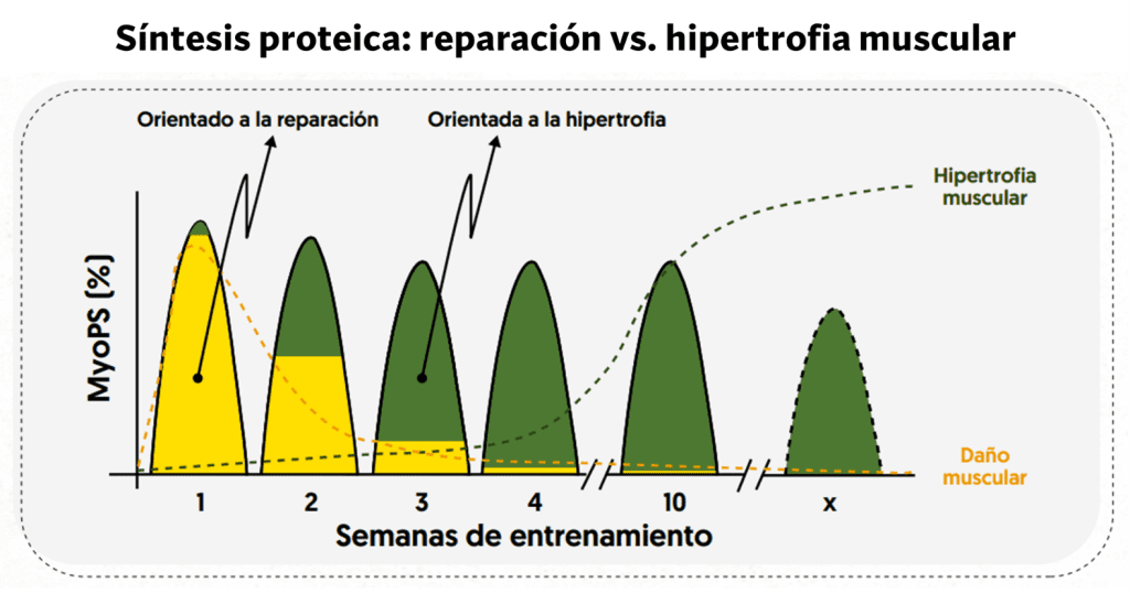 ¿Se puede ganar fuerza sin ganar volumen? 104 » Tienda VitaSport Destino de la síntesis proteica