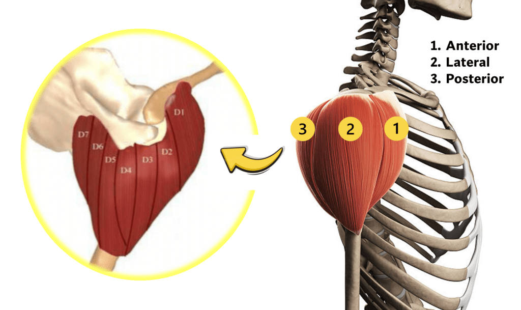 Los 3 mejores ejercicios para hombros redondos (según la ciencia) 3 » Tienda VitaSport Anatomía y biomecánica del deltoides
