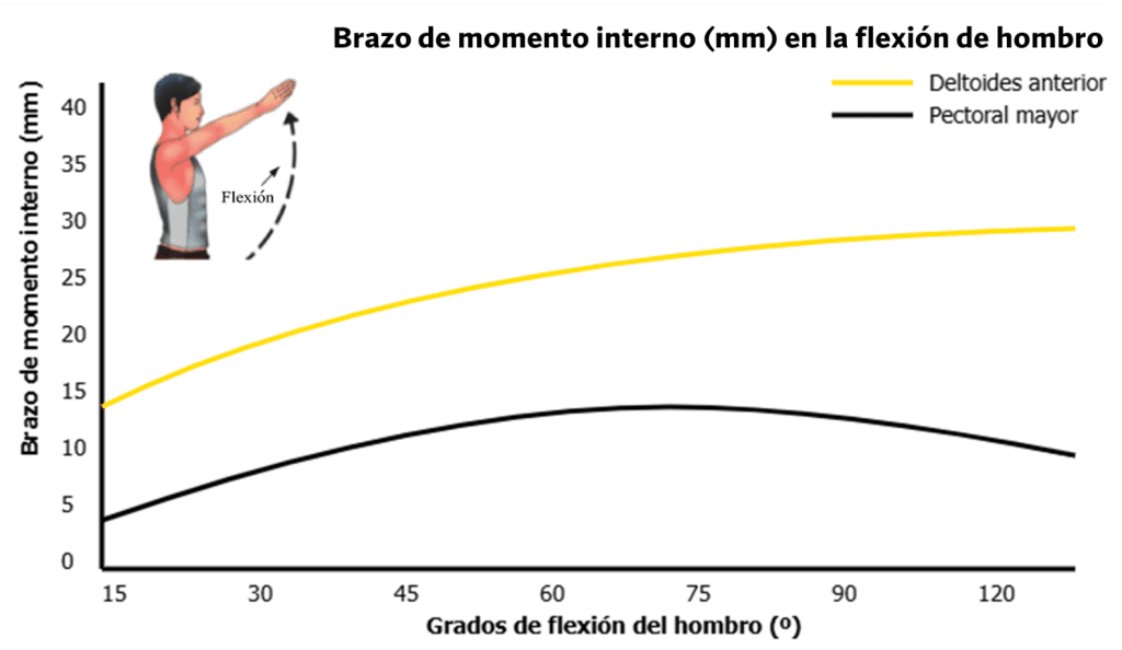 Los 3 mejores ejercicios para hombros redondos (según la ciencia) 5 » Tienda VitaSport Comportamiento biomecánico del deltoides