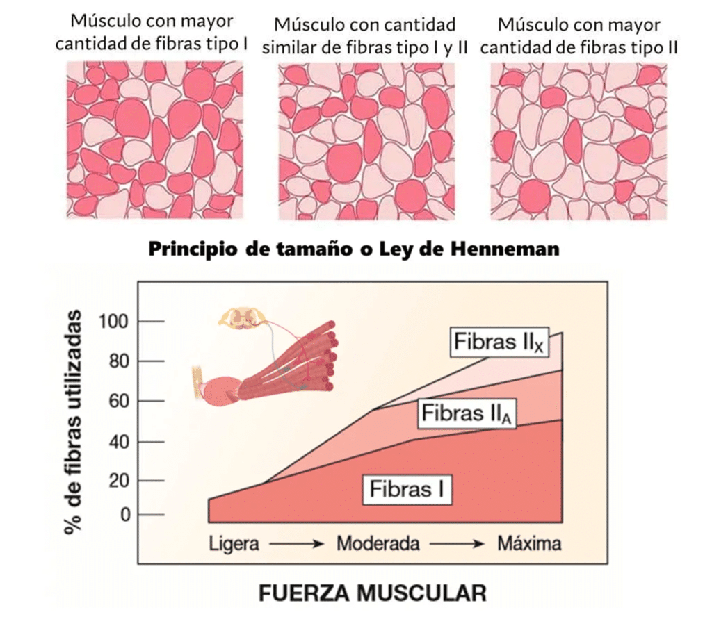 Ley de Henneman