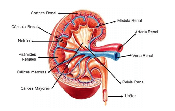 Potencial y riesgos de los Diuréticos en Culturismo 3 » Tienda VitaSport Anatomía del riñón