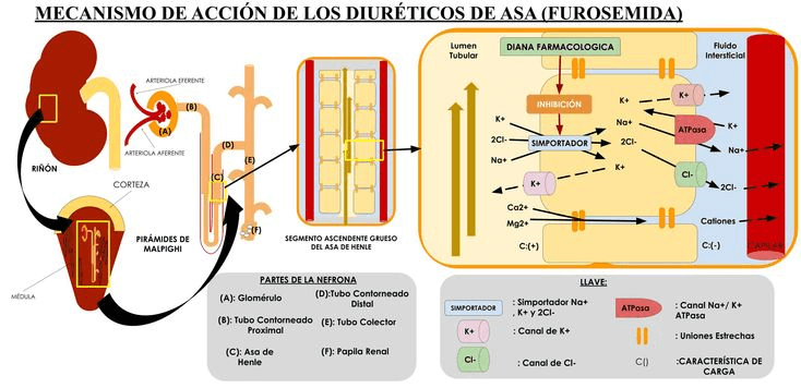 Potencial y riesgos de los Diuréticos en Culturismo 5 » Tienda VitaSport Mecanismo de acción diuréticos de asa