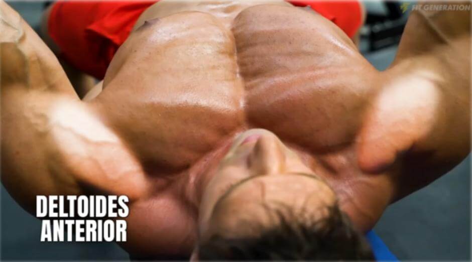Deltoides anterior para el pectoral
