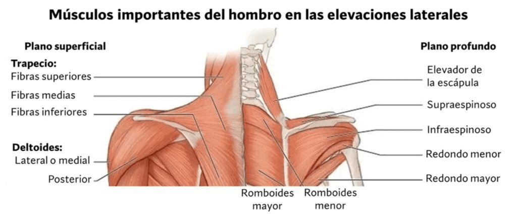 5 errores que debes evitar al entrenar tus hombros 10 » Tienda VitaSport Músculos hombro en elevaciones laterales