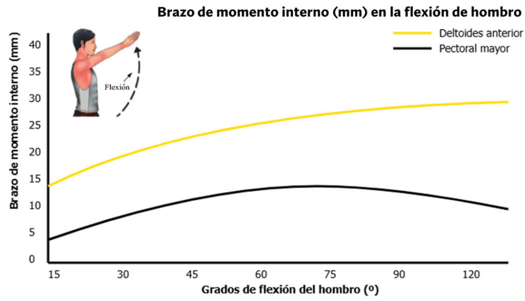 5 errores que debes evitar al entrenar tus hombros 16 » Tienda VitaSport Brazo de momento interno del deltoides