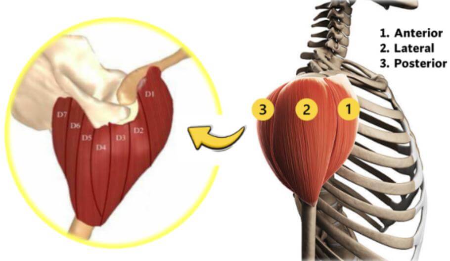 5 errores que debes evitar al entrenar tus hombros 2 » Tienda VitaSport Anatomía del deltoides