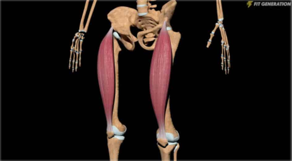 Anatomía del recto anterior del cuádriceps