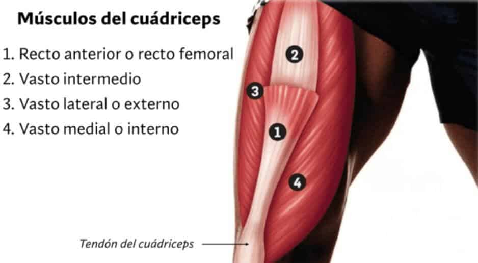Anatomía del cuádriceps