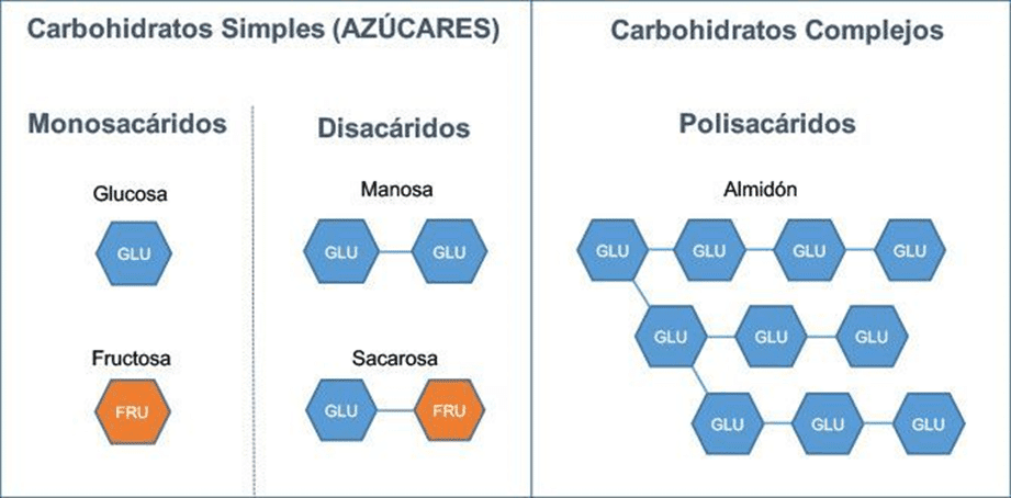 Mejores carbohidratos para bajar de peso (según la ciencia) 2 » Tienda VitaSport Acción de los carbohidratos