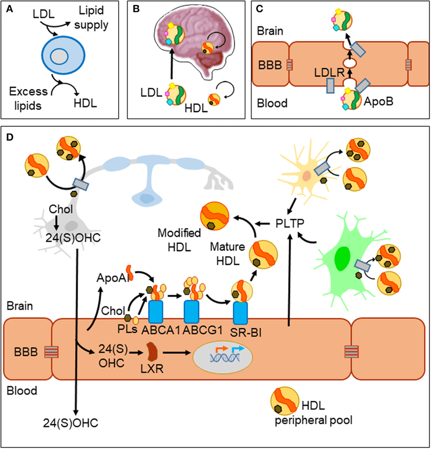 Colesterol transporta en cuerpo y cerebro