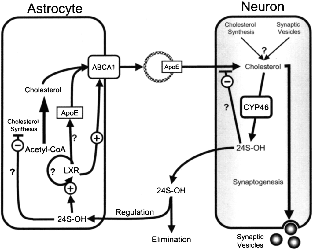 Esquema intercambio de colesterol