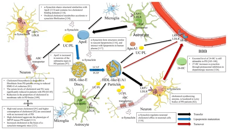 Esquema colesterol dentro del cerebro