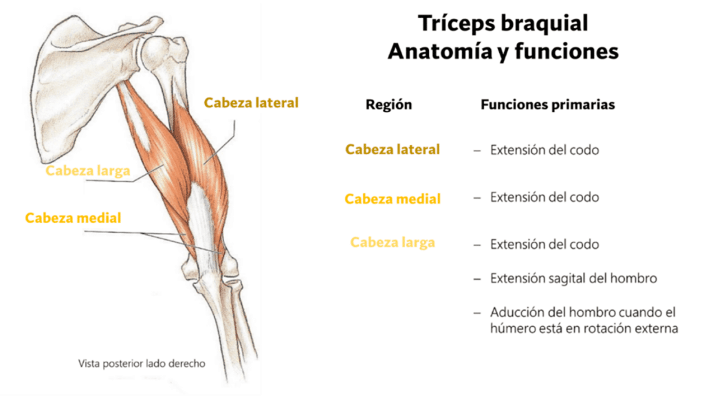 ¿Las patadas de tríceps son un buen ejercicio? 25 » Tienda VitaSport Anatomía y funciones del tríceps braquial