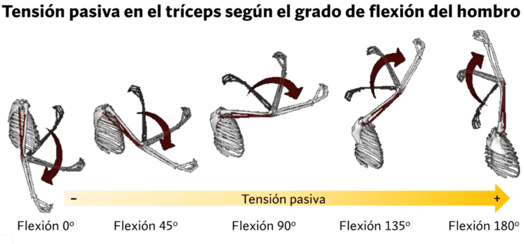 ¿Las patadas de tríceps son un buen ejercicio? 31 » Tienda VitaSport Tensión pasiva triceps según flexión
