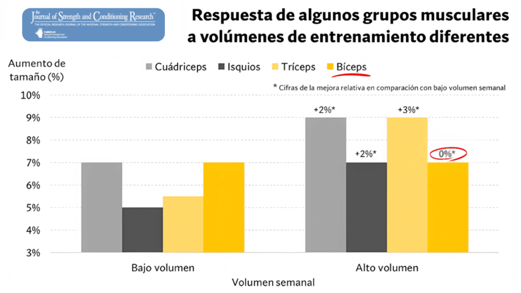 Mejores consejos para entrenar bíceps (basado en ciencia) 6 » Tienda VitaSport Respuesta hipertrófica por grupo muscular