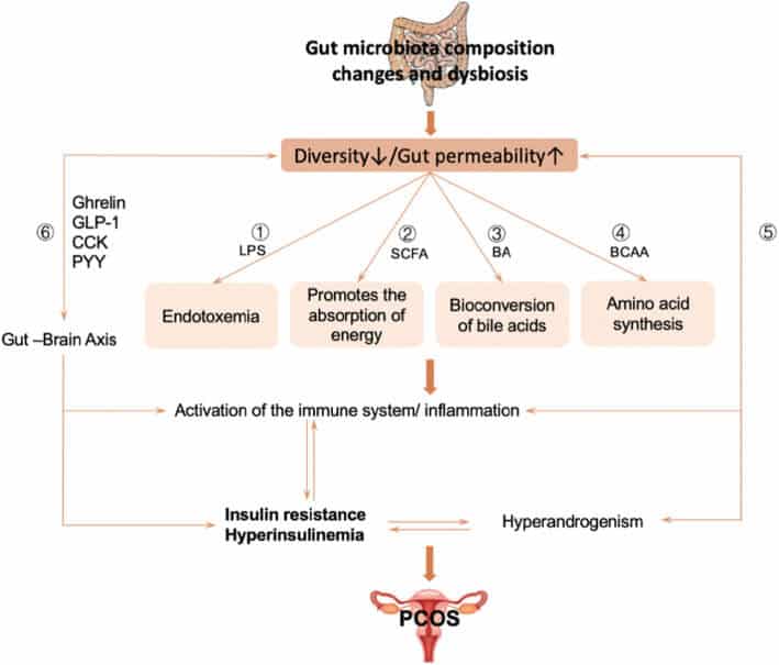 El impacto de la alimentación en la fertilidad masculina y femenina (guía) 14 » Tienda VitaSport Alteración de la microbiota intestinal